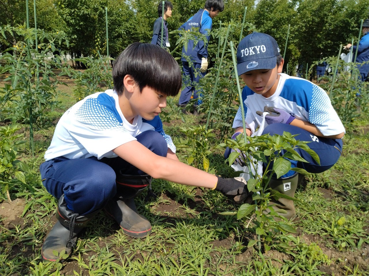 狭山ヶ丘高等学校付属中学校　農作業
